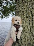 Bichon Frisé, Bichon Havanais och Dvärgpudel hane