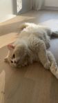 katt ragdoll 