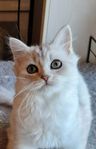 SELMA Brittisk långhår Ragdoll Chinchilla 