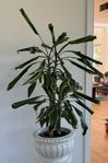 Stor dracena växt 