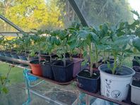 Plantor. squash, tomater, gurka, chili