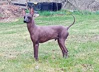 Perro sin pelo del Peru', medio hane