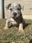 AMERICAN BULLY CLASSIC/STANDARD 