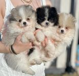 Pomeranian hanar 