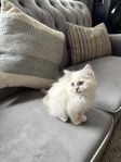 Ragdoll kattunge
