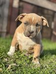 AMERICAN BULLY CLASSIC/STANDARD 