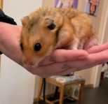 Guldhamster med bur