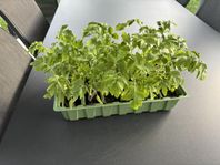 Tomatplantor