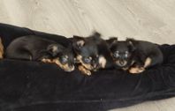 3 LOVANDE SKK reg RUSSKIY TOY VALPAR black and tan långhår