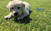 Golden Retriever valpar 