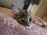 kattunge mainecoon stamtavla