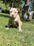 AMERICAN BULLY CLASSIC/STANDARD 