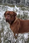 3 st dogue de bordeaux 