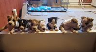 7 söta amstaff valpar lev. klara 17/6