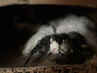 Långhåriga kattungar 