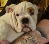 engelsk bulldogg 