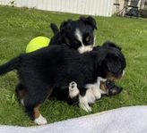 Miniature american shepherd valpar