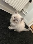 Ragdoll kattungar