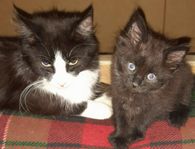 Underbara kattungar vit/svart norsk skogkatt