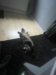 Omplacering – Katt söker nytt hem