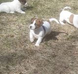 Jack Russell valp 