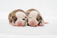 American Staffordshire Terrier