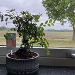 Zelkova Bonsai, inomhus krukväxt