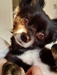 pomchi hane 5år.