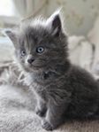 maincoon/skogis