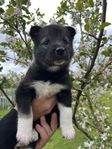 Jämthund/Laika valpar 