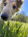 Shetland Sheepdog Cappuccino
