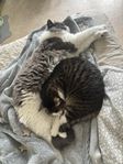 looking for a new loving home for my cats