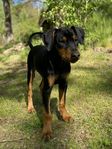 PINSCHER VALP