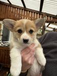 Welsh corgi pembroke 