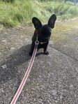fransk bulldog han valp säljes