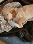 Golden retriever Omplacering 