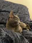 Russian Blue