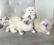 Ragdoll kattungar med stamtavla. 
