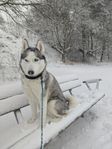 Söker en bonusfamilj till vår Siberian Husky tik i Götebo