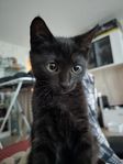 leveransklar kattpojke,  chippad & vaccinerad.  