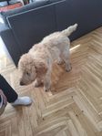 Labradoodel