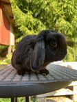 Dvärgvädur/minilop