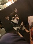Chihuahua tik