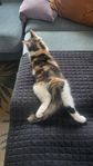 kattunge - tjej