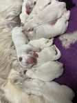 Golden retriever valpar