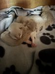 kattunge Ragdoll/Brittisk korthår