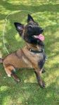 tervuren/malinois