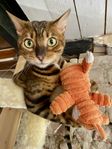 Bengalhona