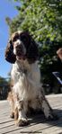 Engelsk Springer Spaniel Trix 5 År Hane