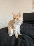 Maine Coon hane